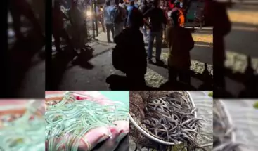 Nuevos conflictos entre pescadores de anguilas en Puerto Plata