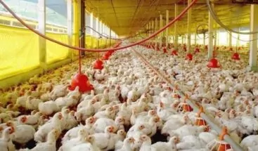 Avicultores avícolas aseguran apoyo del Gobierno les permitió alcanzar producción récord