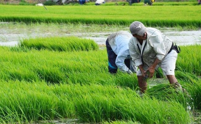 Productores de arroz aseguran estabilidad en precios y abastecimiento del mercado