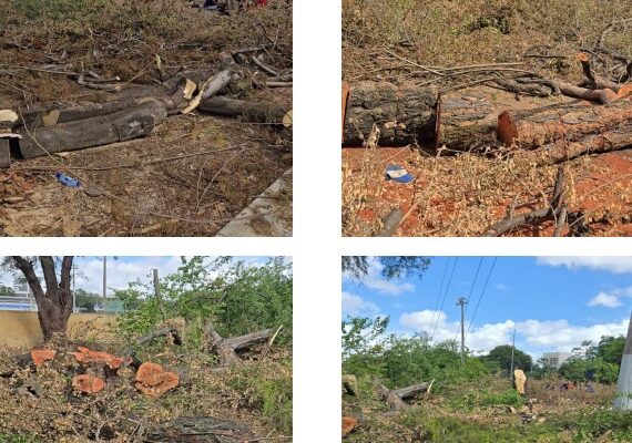 Deforestación Centro Olímpico Santo Domingo