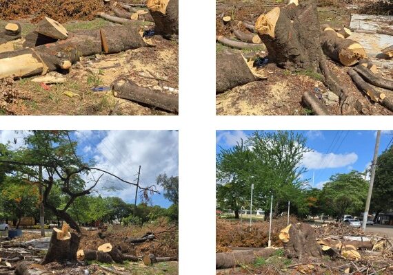 Deforestación Centro Olímpico Santo Domingo