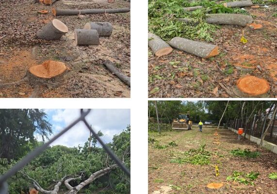 Deforestación Centro Olímpico Santo Domingo