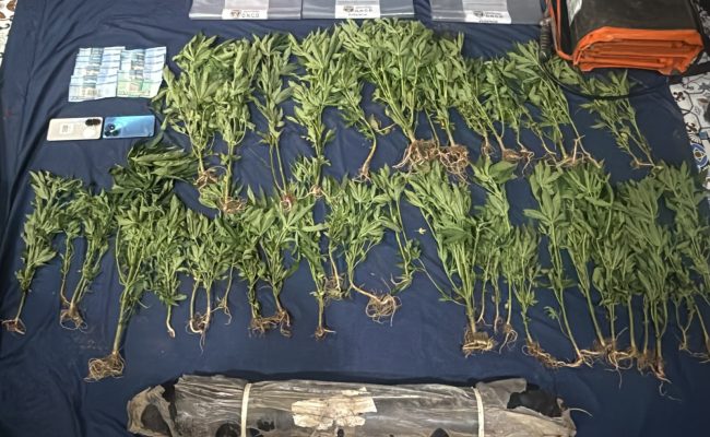Plantas de marihuana incautadas y evidencias